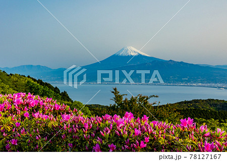 （静岡県）ツツジ咲く達磨山高原から望む、富士山 78127167