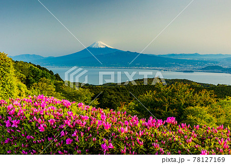 (静岡県)ツツジ咲く達磨山高原から望む、富士山 (静岡県)ツツジ咲く達磨山高原から望む、富士山 78127169
