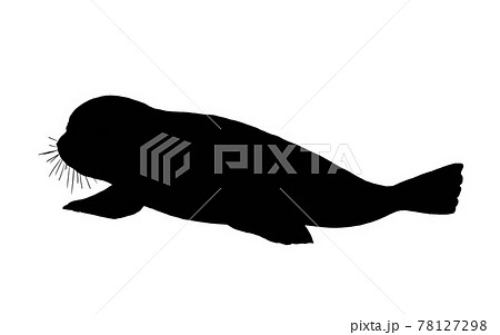 ワモンアザラシのシルエットのイラスト素材