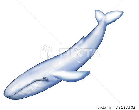 シロナガスクジラの全身イラストのイラスト素材