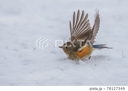 雪の上から飛び立つルリビタキ 78127349