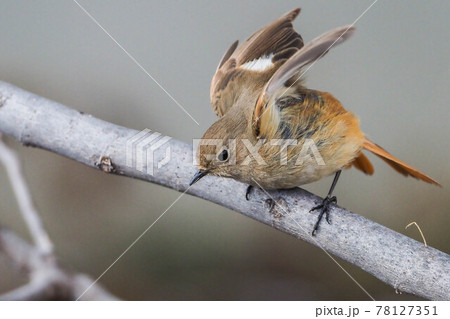 枝から飛び立つジョウビタキ 78127351