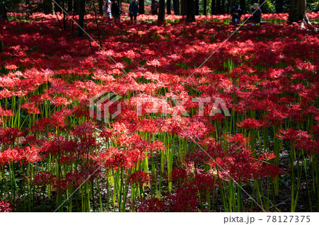 満開の彼岸花/曼珠沙華(千葉県八千代市村上緑地公園) 満開の彼岸花/曼珠沙華(千葉県八千代市村上緑地公園) 78127375