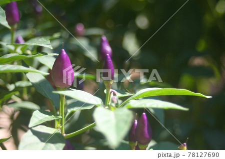 Colorful Ornamental Purple Peppers Growin In Garden Colorful Ornamental Purple Peppers Growin In Garden 78127690