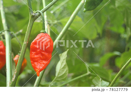 Bhut Jolokia or Ghost Chili ripening on plant 78127779