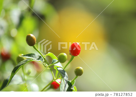 Native Pepper of Texas Chiltepin Pepper Capsicum annuum var. glabriusculum Native Pepper of Texas Chiltepin Pepper Capsicum annuum var. glabriusculum 78127852