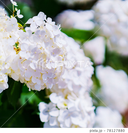 あじさい 園芸 ガーデニング 梅雨 あじさい 園芸 ガーデニング 梅雨 78127880
