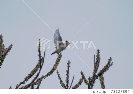 Japanese waxwing Japanese waxwing 78127894