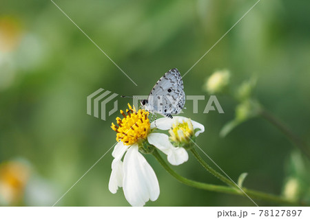 butterfly and Common Blackjack butterfly and Common Blackjack 78127897