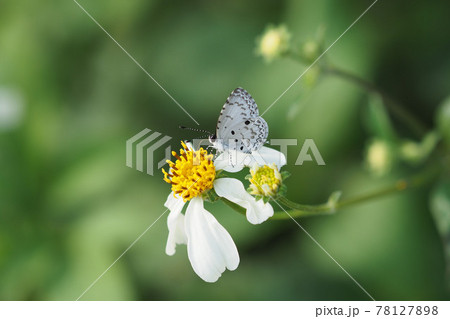 butterfly and Common Blackjack butterfly and Common Blackjack 78127898