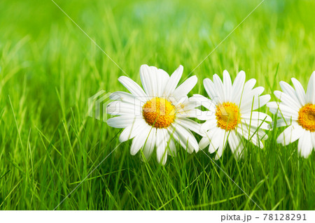 Chamomile flowers on grass Chamomile flowers on grass 78128291