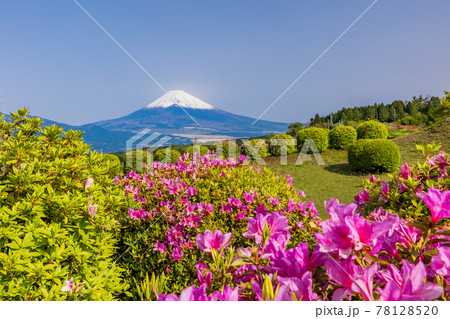 （静岡県）ツツジ咲く山中城址公園から望む富士山 78128520