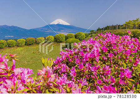 （静岡県）ツツジ咲く山中城址公園から望む富士山 78128530