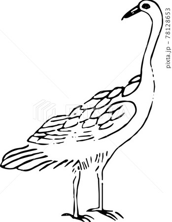 ヘタウマ謎鳥：野雁 78128653