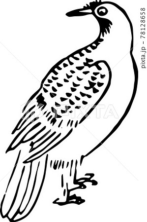 ヘタウマ謎鳥：冠鳥 78128658
