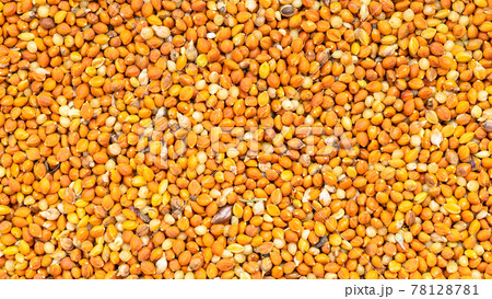 whole-grain chumiza siberian millet seeds close up whole-grain chumiza siberian millet seeds close up 78128781