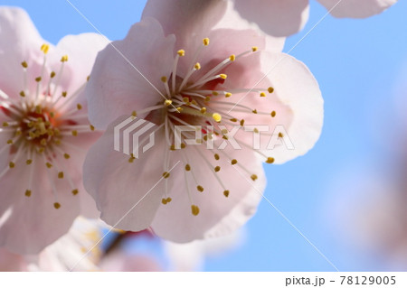 満開梅 78129005
