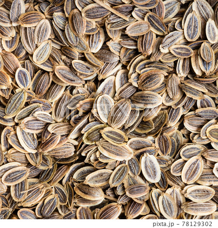 dried dill seeds close up 78129302