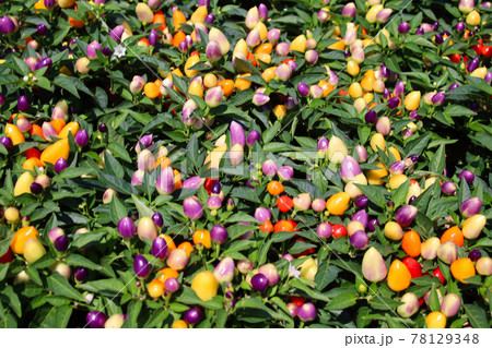 五色とうがらし 五色とうがらし 78129348