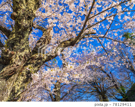 満開の桜の木を見上げる (亀ヶ城公園、猪苗代、福島) 78129411