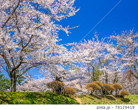 公園の丘の満開の桜 (亀ヶ城公園、猪苗代、福島) 78129419