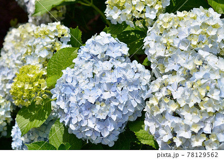アジサイ 78129562
