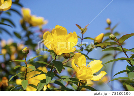 キンシバイ 金糸梅 黄色い花 夏の花 夏イメージの写真素材