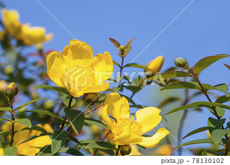キンシバイ 金糸梅 黄色い花 夏の花 夏イメージの写真素材