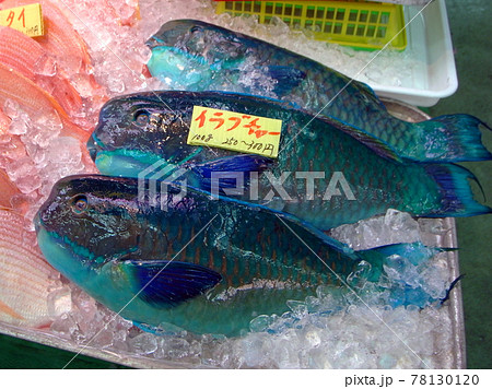 沖縄の鮮魚店に並ぶイラブチャー アオブダイの写真素材