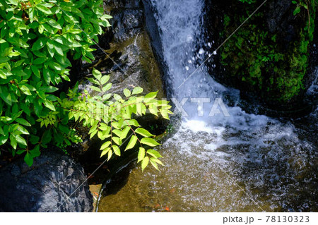 天寿園の滝 天寿園の滝 78130323