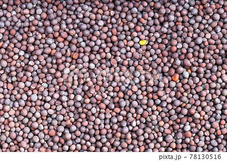 background - brown seeds of brassica nigra mustard background - brown seeds of brassica nigra mustard 78130516