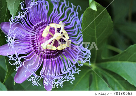 ユニークな花の形が印象的な時計草の花の写真素材