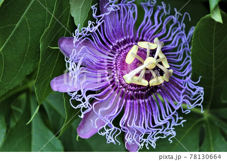 神秘的な花姿のトケイソウの花 78130664