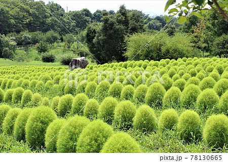 幾何学模様のように整然と並ぶコキア 78130665