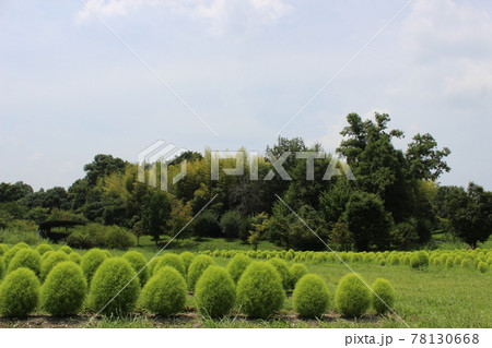 開放感のあるコキアと青空の風景 開放感のあるコキアと青空の風景 78130668