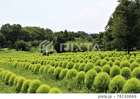 鮮やかな緑色が秋になると紅葉します 78130669
