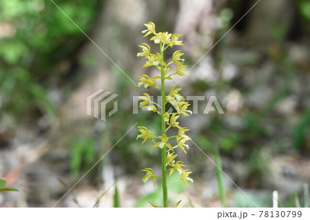 野草 野草 78130799