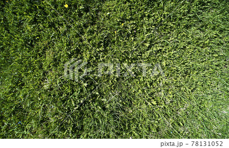 Pattern of fluffy green grass 78131052