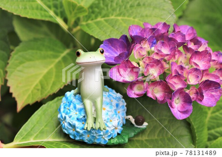 梅雨のイメージ　紫陽花と陶器のカエル 78131489