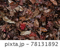 落葉の風景 78131892