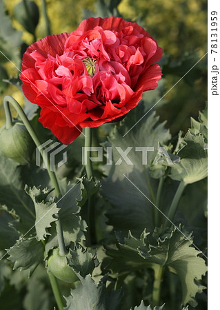 大輪の真っ赤な、ケシの花 大輪の真っ赤な、ケシの花 78131959