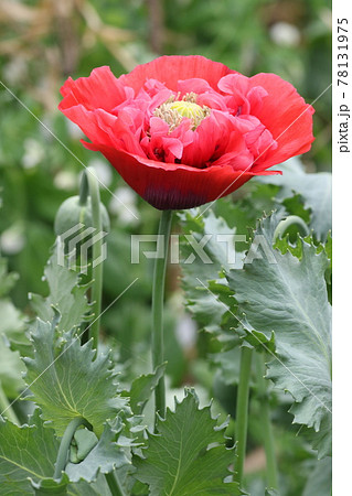 大輪の真っ赤な ケシの花の写真素材