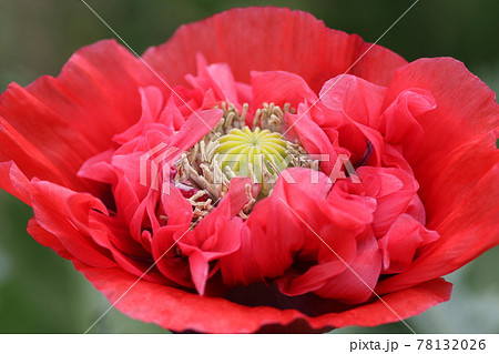 大輪の真っ赤な、ケシの花 大輪の真っ赤な、ケシの花 78132026