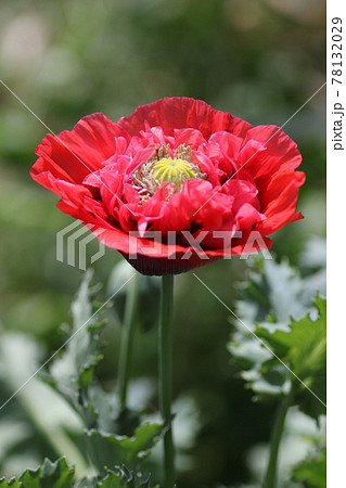 大輪の真っ赤な、ケシの花 78132029