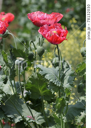 大輪の真っ赤な、ケシの花 78132030