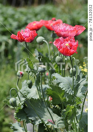 大輪の真っ赤な ケシの花の写真素材