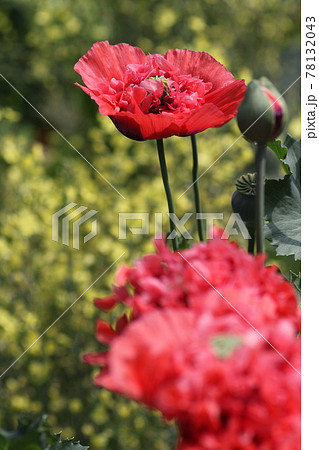 大輪の真っ赤な、ケシの花 大輪の真っ赤な、ケシの花 78132043