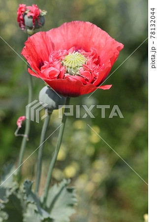 大輪の真っ赤な、ケシの花 78132044
