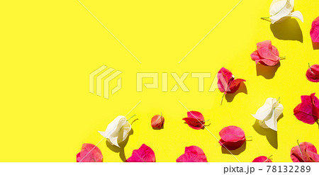 Beautiful red and white bougainvillea flower on yellow background. 78132289