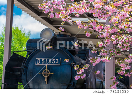 【北区王子 飛鳥山公園の八重桜とD51】 【北区王子 飛鳥山公園の八重桜とD51】 78132559